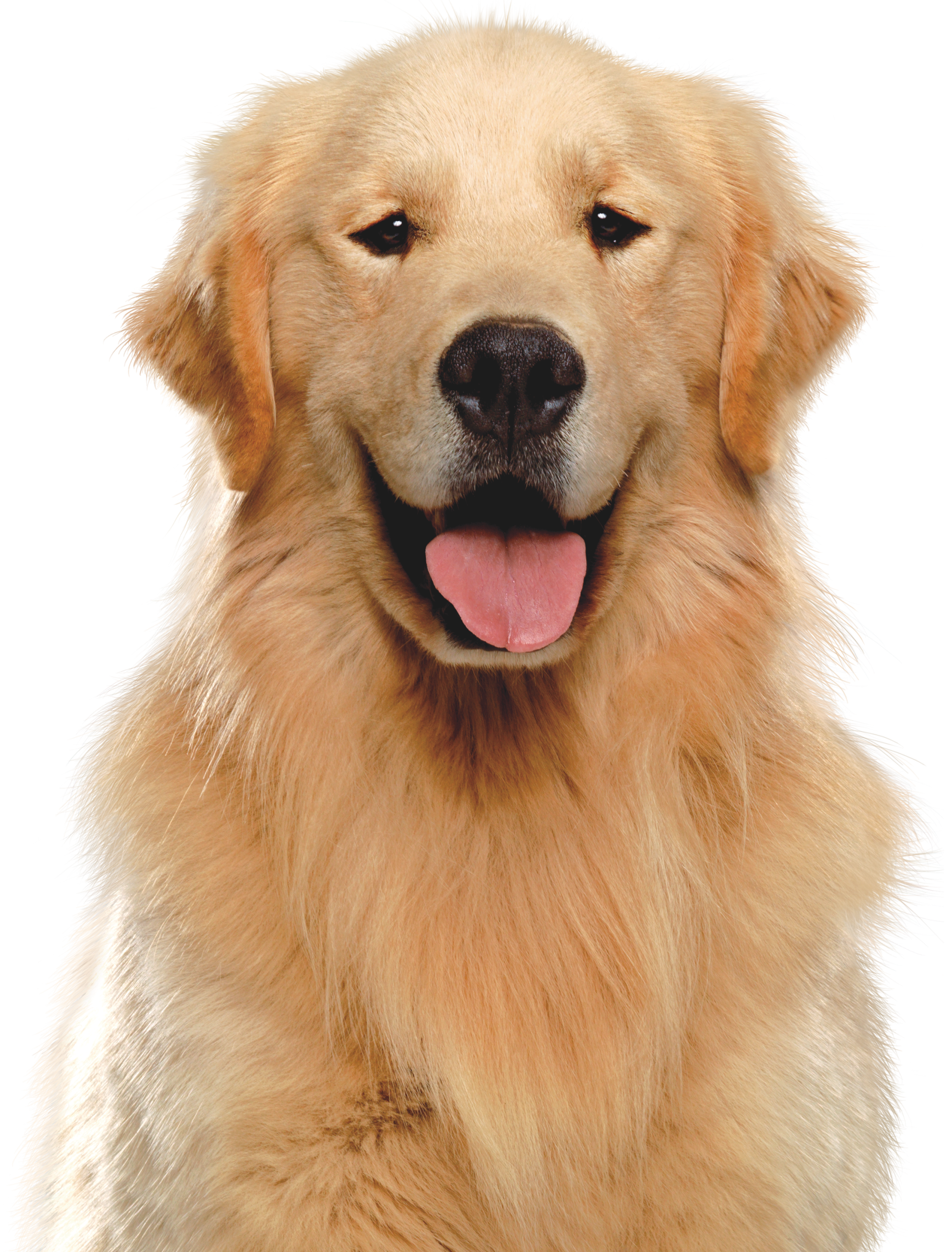 1.png perro golden para acrilico (1)